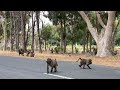 Cape Town South Africa Baboons In The WILD NOT A ZOO IN THE STREETS I WAS TERRIFIED