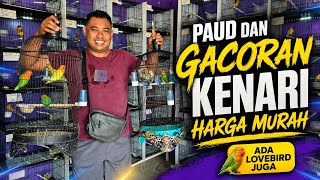 Download lagu Review KENARI MURAH‼️Dari PAUD sampai GACORAN, ada LOVEBIRD juga... mp3