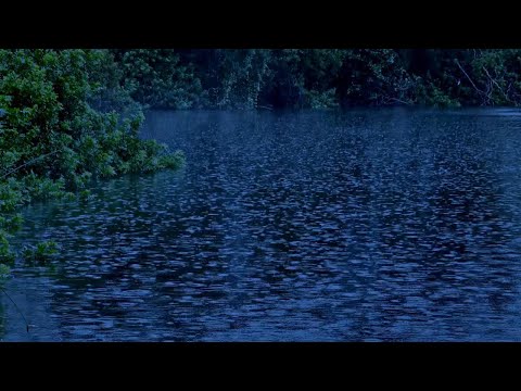 Beat Tinnitus with Heavy Rain on Lake, Calm Thunder in Deep Forest