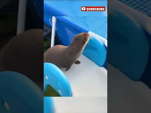 This Pool Changed EVERYTHING