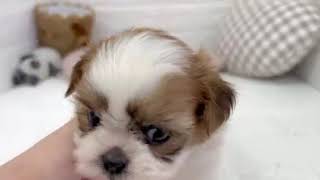 シーズーの動画01