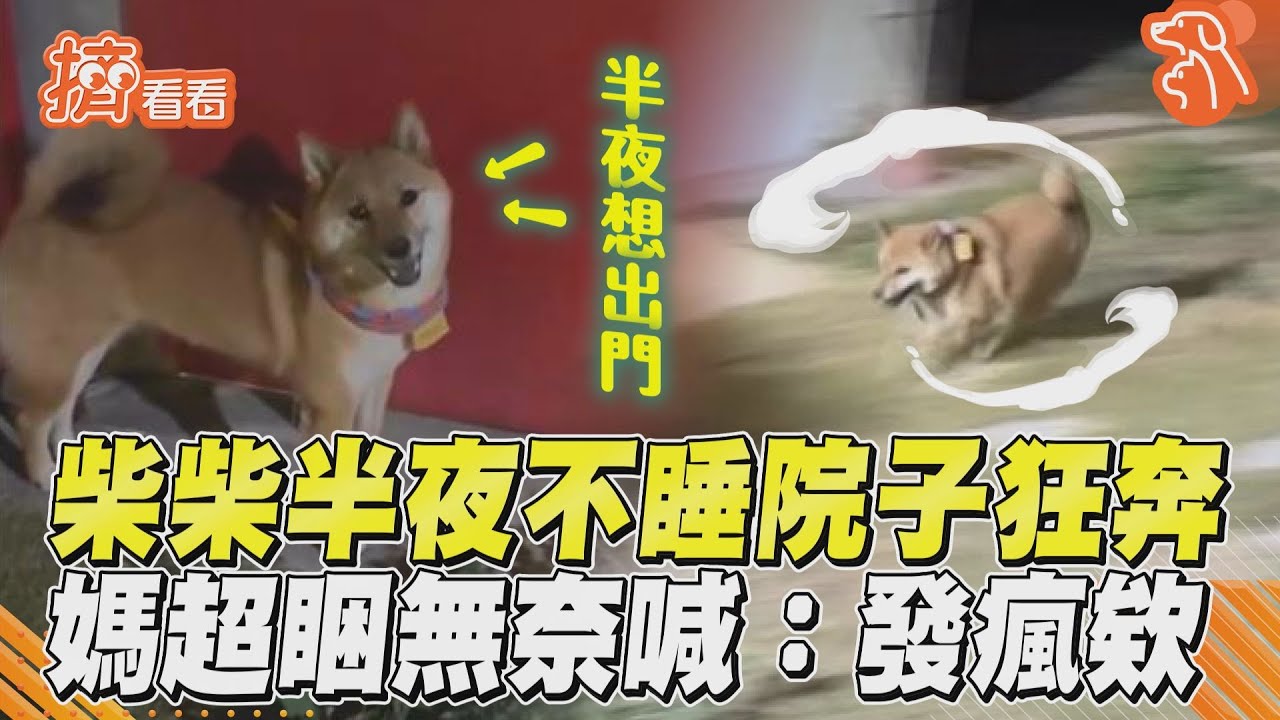 影音/柴柴半夜不睡院子狂奔 媽超睏無奈喊:發瘋欸