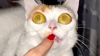 These Cats Are Hilariously Strange | Funny Pet Videos