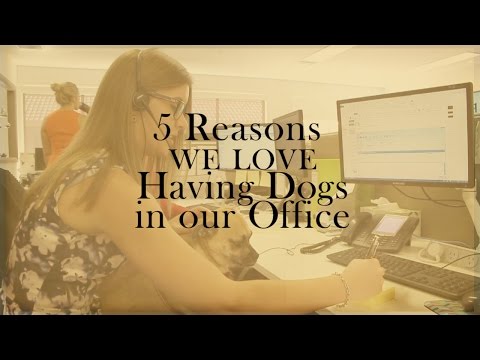 5 Reasons We Love Dogs in the Office