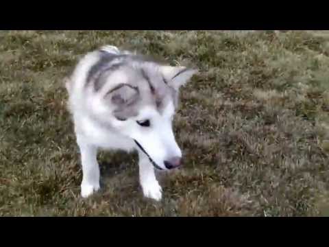 Mesha, the double rear leg amputee dog, gets to play 2 weeks after surgery