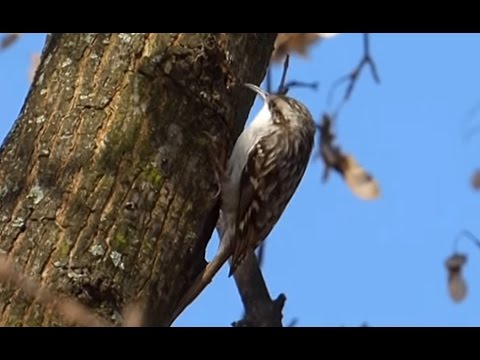Ptice Hrvatske - Dugokljuni puzavac (Certhia brachydactyla) (Short-toed Treecreeper) (2/5)