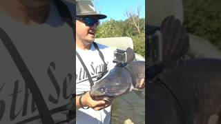 GoPro on a Giant Fish!