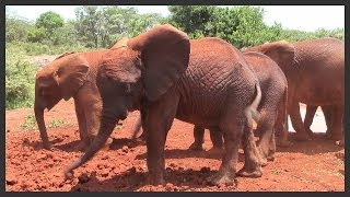 preview picture of video 'Baby Elephant Orphanage - Nairobi'