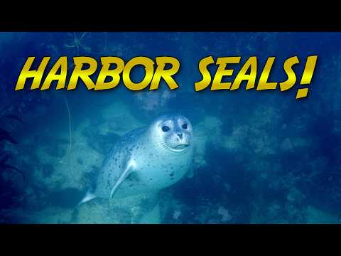 Diving with the HARBOR SEALS of Monterey Bay!