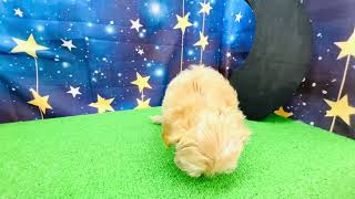 ハーフ犬の動画01