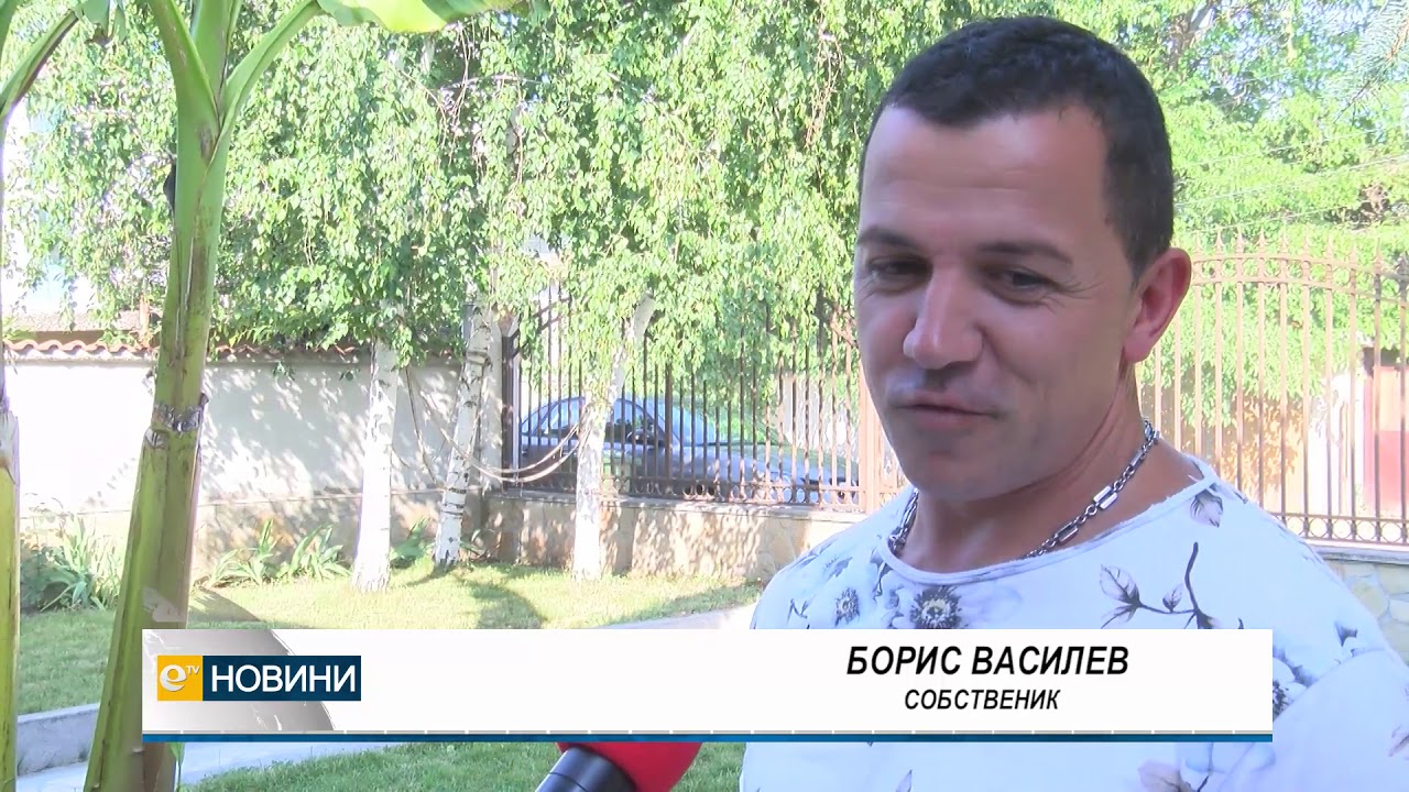 Банани отглеждат в Хасково