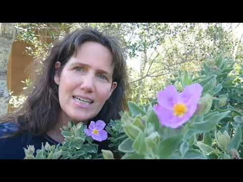 Tamara Hiller on Rock Rose