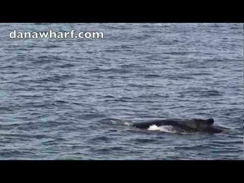 Humpback Whales visit Dana Point, Ca