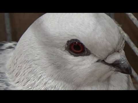 Damascener in eisfarbig-gehämmert*Täubin*VDT-Schau Erfurt*2016*Rassetaube*