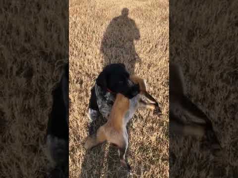 Dog killed the fox 🦊🦊🦊