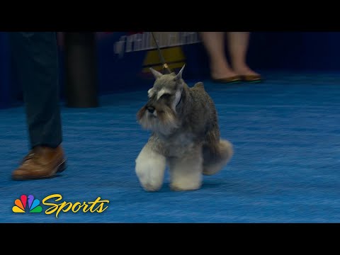 National Dog Show 2025: Best in Show (Full Judging) | NBC Sports - YouTube