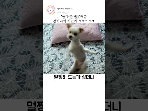 '돌아'를 잘못배운 강아지 ㅋㅋㅋㅋㅋ