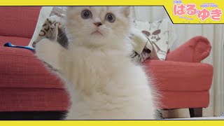 星4レア種の子猫 純白のスコマンチ「ゆき」です【召喚獣はるとゆき】
