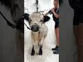 My Dirty Cow S Bath Routine 🫧