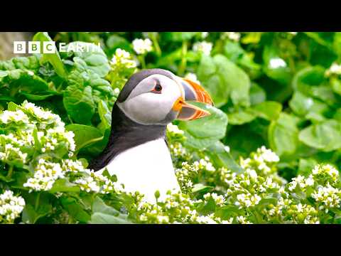 2 Hours with Earth's Most Extraordinary Animals | BBC Earth