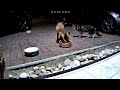 Urban foxes: Fox and cat tango