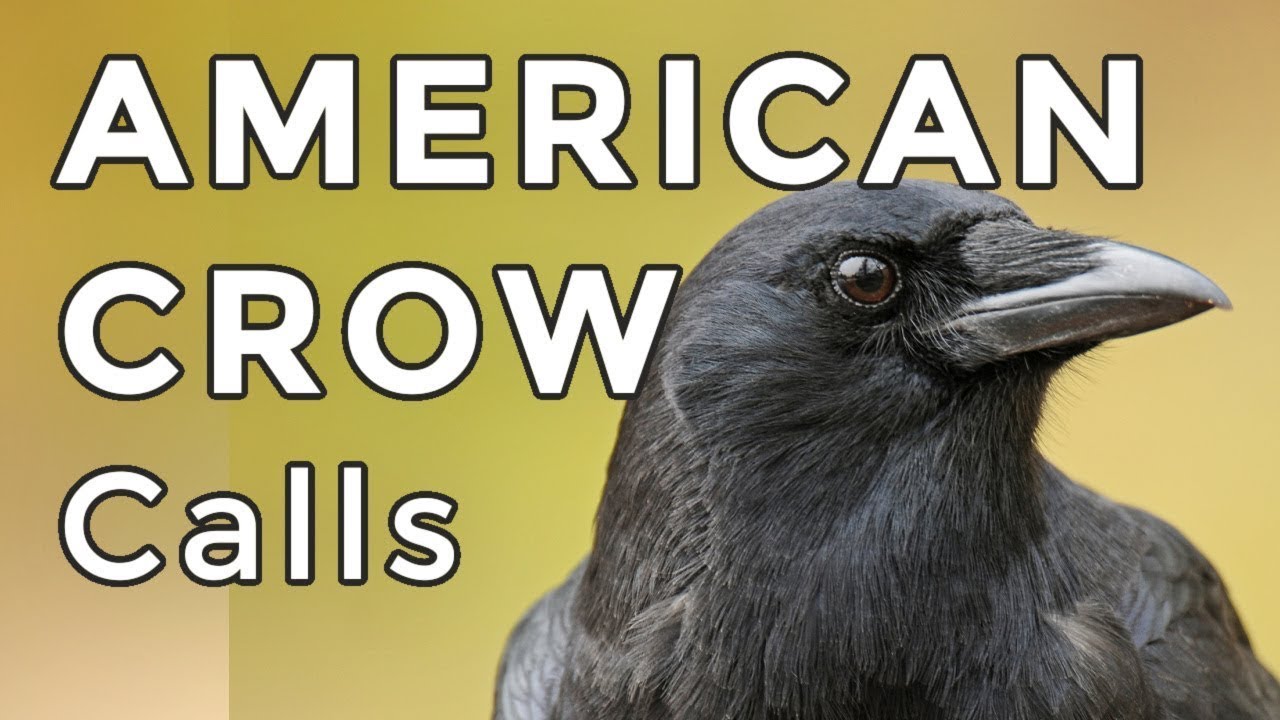 American Crow Calls (2025) - 3 MOST COMMON Sounds You Will Hear
