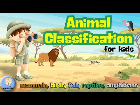 Animal Classification for Kids | Animal Groups & Flashcards