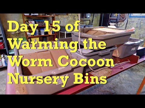 4 cocoon nurseries on the warming rack checked - worm farm vermicompost