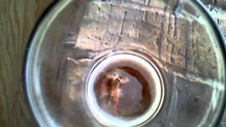 preview picture of video 'Wasp in my beer'