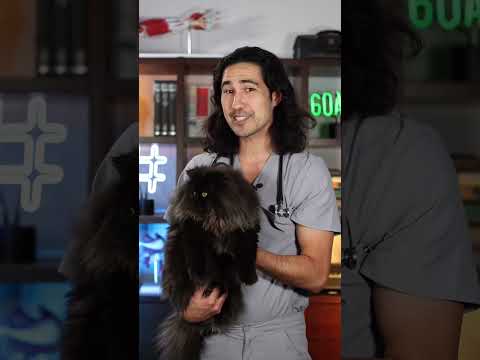 Cats and Rabies! Doctor Explains #cats #blackcat #persiancat