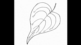 How to Draw a Peepal Tree Leaf