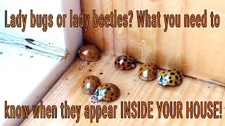 Lady Bugs in Your House? Multicolored Asian Lady Beetle facts, history, issues and solutions.