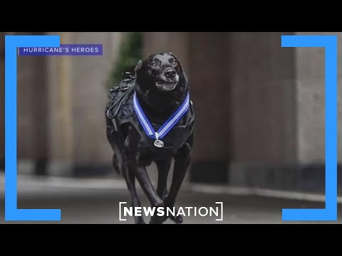 Hurricane, most decorated K-9 dog in US history, dies | Banfield