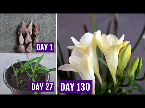 , title : 'How to Plant, Grow & Care Freesia in Pots [130 Days Update]'