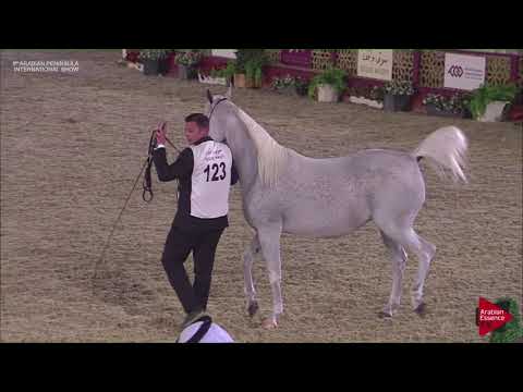 N.123 RB GHALIAH - 2019 Qatar Int. Peninsula show - Mares 7 to 10 years old (Class 8)