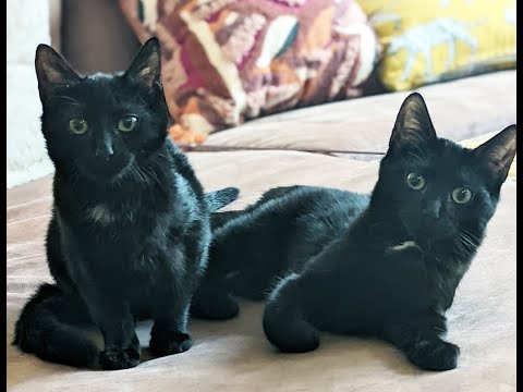 Onyx and Odessa, an adopted Domestic Short Hair in Brooklyn, NY_image-1