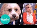 The Horrors Of Puppy Farming This Morning