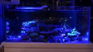 Bon's Lagoon with two PAR38 Royal Blue only