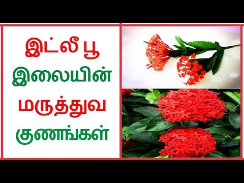 flower video download mp4