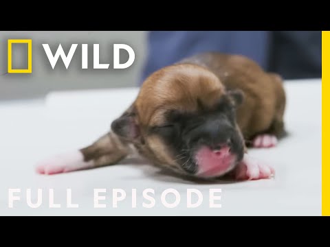 Doggie Delivery (Full Episode) | Heartland Docs, DVM