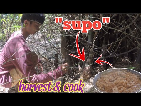 Pangunguha ng Pangmadaliang Pang-ulam sa Masukal na kawayanan!!(harvest&cook)