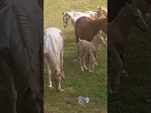 Puledro Palomino (Race) In vendita 2025 Palomino ,  Miracle du Moulin Pre