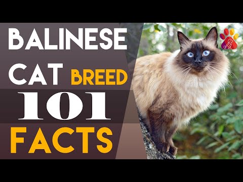 Balinese Cat Breed 101, 10 Interesting Facts | Wiggle Paw