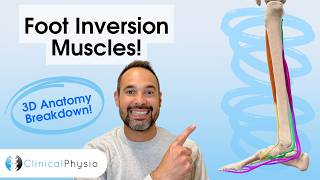Which Muscles Invert The Foot?! | 3D Anatomy Explained for Physios