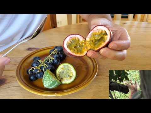 Eigene Maracuja Früchte vom Balkon, versteckter Rehbock auf dem Kappelberg