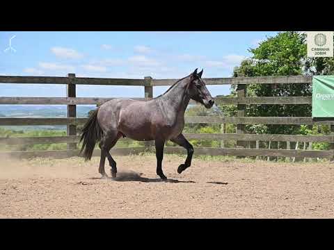 Remate Cabanha Jobim 