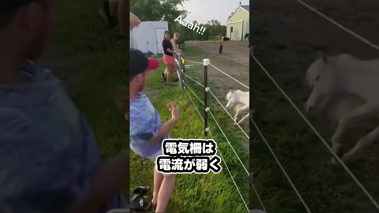 電気柵におしっこをかけたらどうなる？ #ゆっくり解説#電気柵#実験#地下鉄#第三軌条