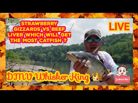 Catfishing - Bait Strawberry Gizzards VS Beef Liver
