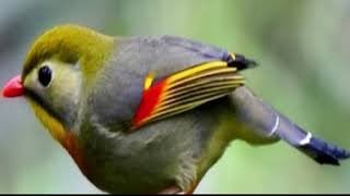 Download lagu MASTERAN ROBIN GACOR DI ALAM LIAR NEMBAK PANJANG DAN KICAU BERVARIASI SUARA JERNIH DAN KRISTAL mp3 Download lagu MASTERAN ROBIN GACOR DI ALAM LIAR NEMBAK PANJANG DAN KICAU BERVARIASI SUARA JERNIH DAN KRISTAL mp3