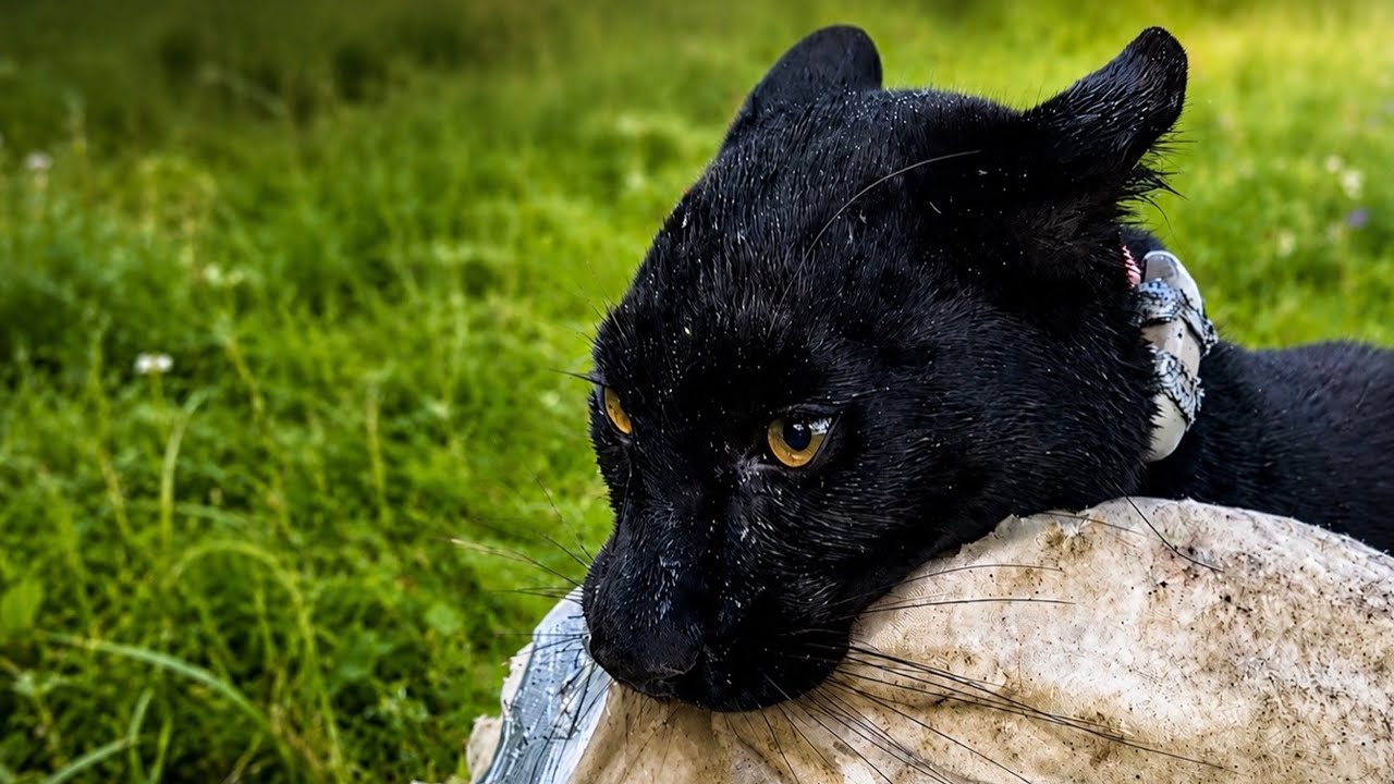 Luna the panther gained courage and defeated the deer 😂(ENG SUB)